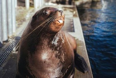 Vancouver Aquarium: Entry Ticket - photo 4