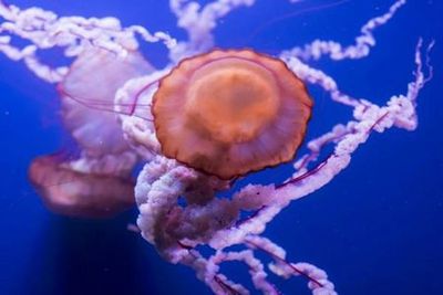 Seville Aquarium: Entry Ticket - photo 4