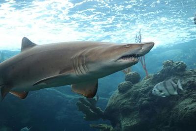 The Florida Aquarium: Entry Ticket - photo 3