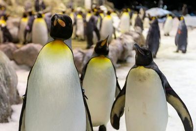 Loro Parque & Siam Park: Entry Ticket - photo 3