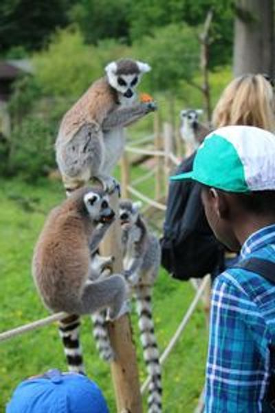 Safari Thoiry: Entry Ticket - photo 4