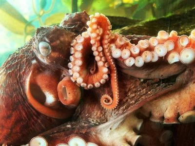 Downtown Aquarium Denver: Entry Ticket - photo 3