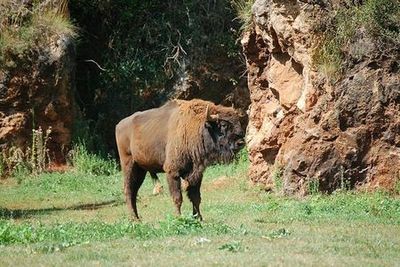 Cabárceno Nature Park: Entry Ticket - photo 4