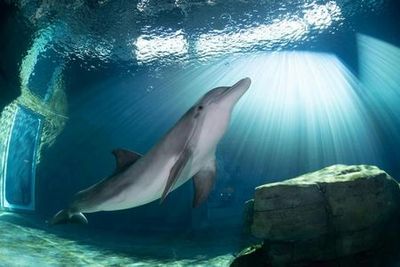 Clearwater Marine Aquarium: Entry Ticket - photo 4