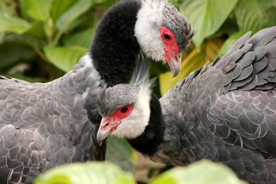 Parque de la Conservación Medellín: Skip The Line Ticket - photo 4