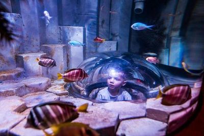 SEA LIFE Melbourne Aquarium: Entry Ticket - photo 3
