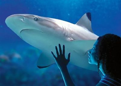 SEA LIFE Benalmádena: Entry Ticket - photo 3