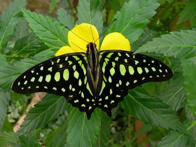 Benalmadena Butterfly Park: Entry Ticket - photo 4