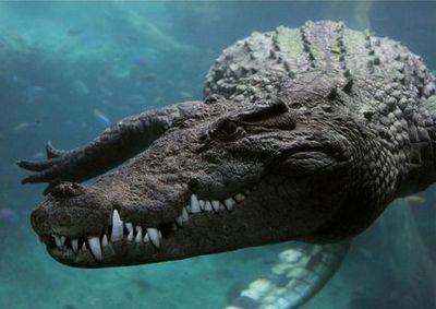 Theme Park Oltremare: Entry Ticket - photo 4