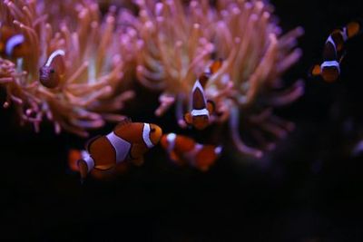 Amnéville Aquarium: Fast Track Ticket - photo 3