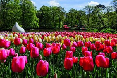 Keukenhof: Entry Ticket + Windmill Cruise + Transport - photo 4