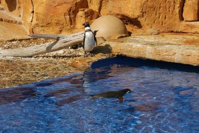 Marineland Mallorca: Skip The Line Ticket - photo 4