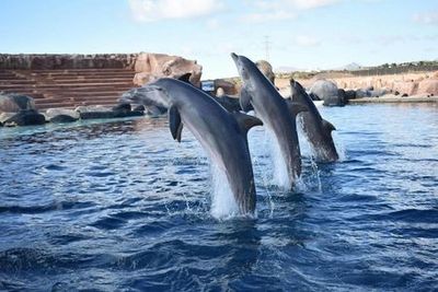 Rancho Texas Lanzarote Park: Entry Ticket - photo 3