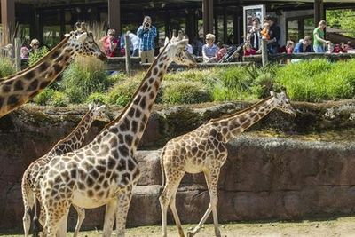 GaiaZOO: Entry Ticket - photo 4