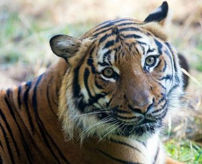 Woodland Park Zoo: Skip The Line Ticket - photo 3