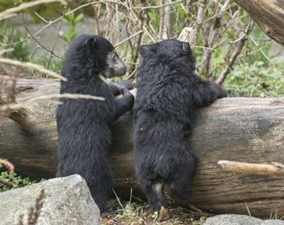 Woodland Park Zoo: Skip The Line Ticket - photo 4