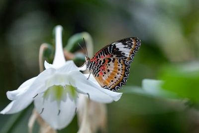 Cockrell Butterfly Center at the Houston Museum of Natural Science: Entry Ticket - photo 4