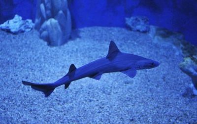 Aquarium of Cala Gonone: Entry Ticket - photo 3