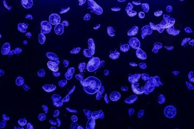 Atlantis Aquarium Madrid: Entry Ticket - photo 4