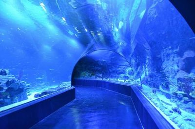 Atlantis Aquarium Madrid: Entry Ticket - photo 3