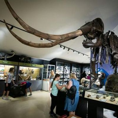 National Dinosaur Museum: Skip The Line Ticket - photo 3