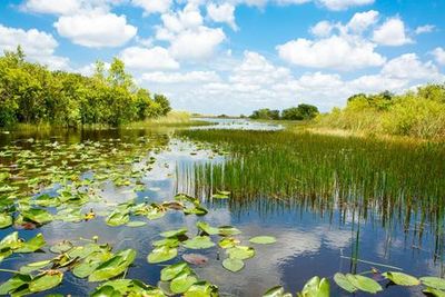 Everglades: 40-Minute Airboat Ride & Animal Sanctuary Admission - photo 4