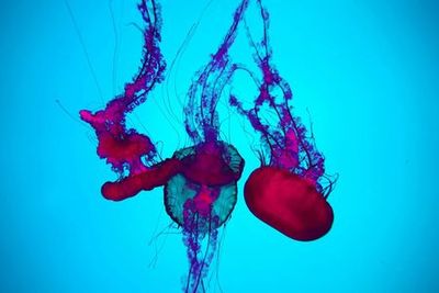 Ripley's Aquarium of Canada: Entry Ticket - photo 4