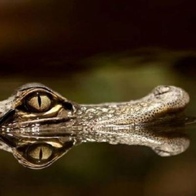 Planet Exotica: Entry Ticket - photo 3