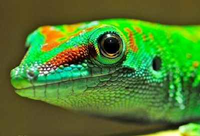 Planet Exotica: Entry Ticket - photo 4