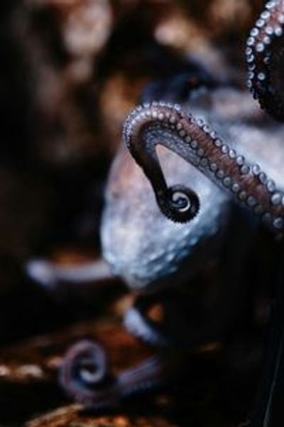 Aquarium du Grand Lyon: Entry Ticket - photo 3