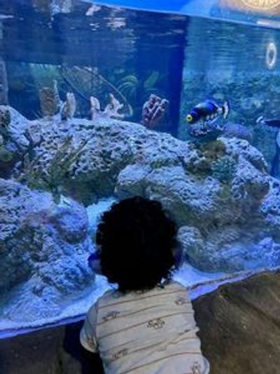 Austin Aquarium: Entry Ticket - photo 4