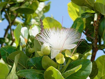 Palmetum of Santa Cruz de Tenerife: Entry Ticket - photo 4