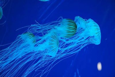 Ripley's Aquarium Myrtle Beach: Entry Ticket - photo 3