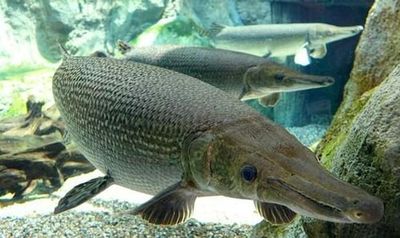 Underwater World Langkawi: Entry Ticket - photo 4