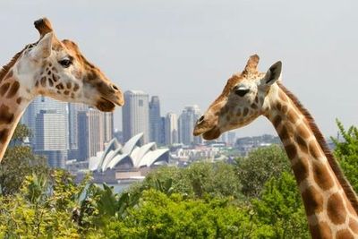 Taronga Zoo Sydney: Entry Ticket + Return Ferry - photo 4