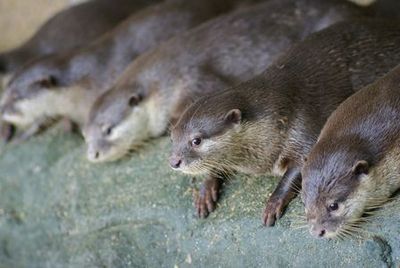 Zoo Negara: Entry Ticket - photo 3