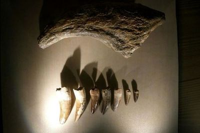 Natural History Museum (Museo di Storia Naturale): Entry ticket - photo 3