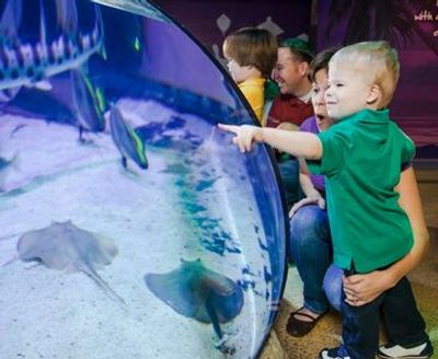 SEA LIFE Michigan: Entry Ticket - photo 3