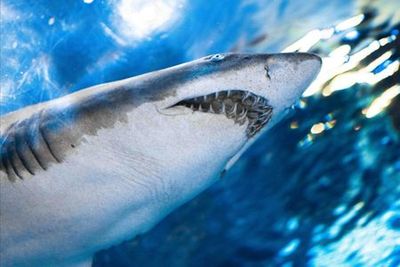 Ripley's Aquarium of the Smokies: Entry Ticket - photo 4