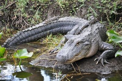 Everglades Holiday Park: Half-Day Trip from Miami with Entry + Transport - photo 3