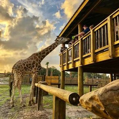 Wild Florida Drive-Thru Safari Park Admission - photo 4