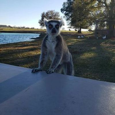 Franklin Drive Thru Safari: Entry Ticket - photo 3