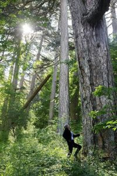 The Giants of Sila: Entry Ticket - photo 3