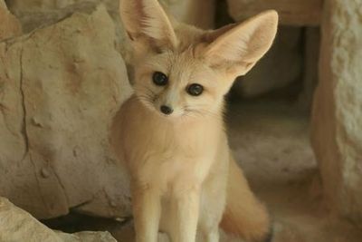 ZOA Parc: Entry Ticket - photo 3