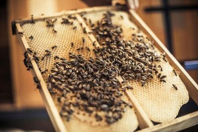 Open-Air Museum Ballenberg: Skip The Line Ticket - photo 3