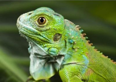 Aquarium of Cattolica: Entry Ticket + Lunch - photo 4