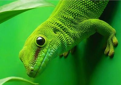 Aquarium of Cattolica: Entry Ticket + Lunch - photo 3