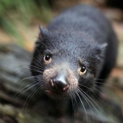 WILD LIFE Sydney Zoo: Entry Ticket - photo 4