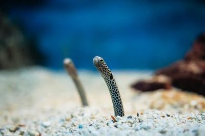 SEA LIFE Bangkok Ocean World: Entry Ticket - photo 3