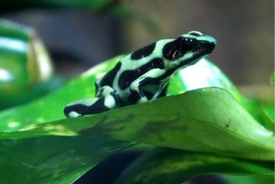 Peoria Zoo: Entry Ticket - photo 3